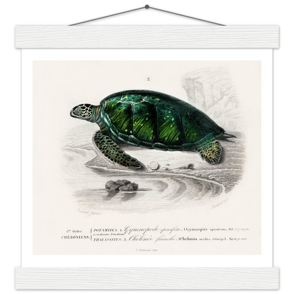 Green Sea Turtle | Classic Semi - Glossy Poster with Hanger - Lyrea