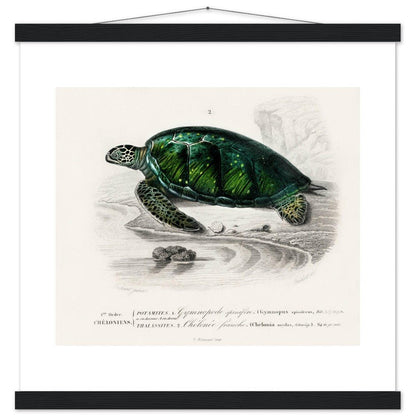 Green Sea Turtle | Classic Semi - Glossy Poster with Hanger - Lyrea