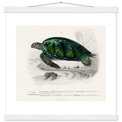 Green Sea Turtle | Classic Semi - Glossy Poster with Hanger - Lyrea
