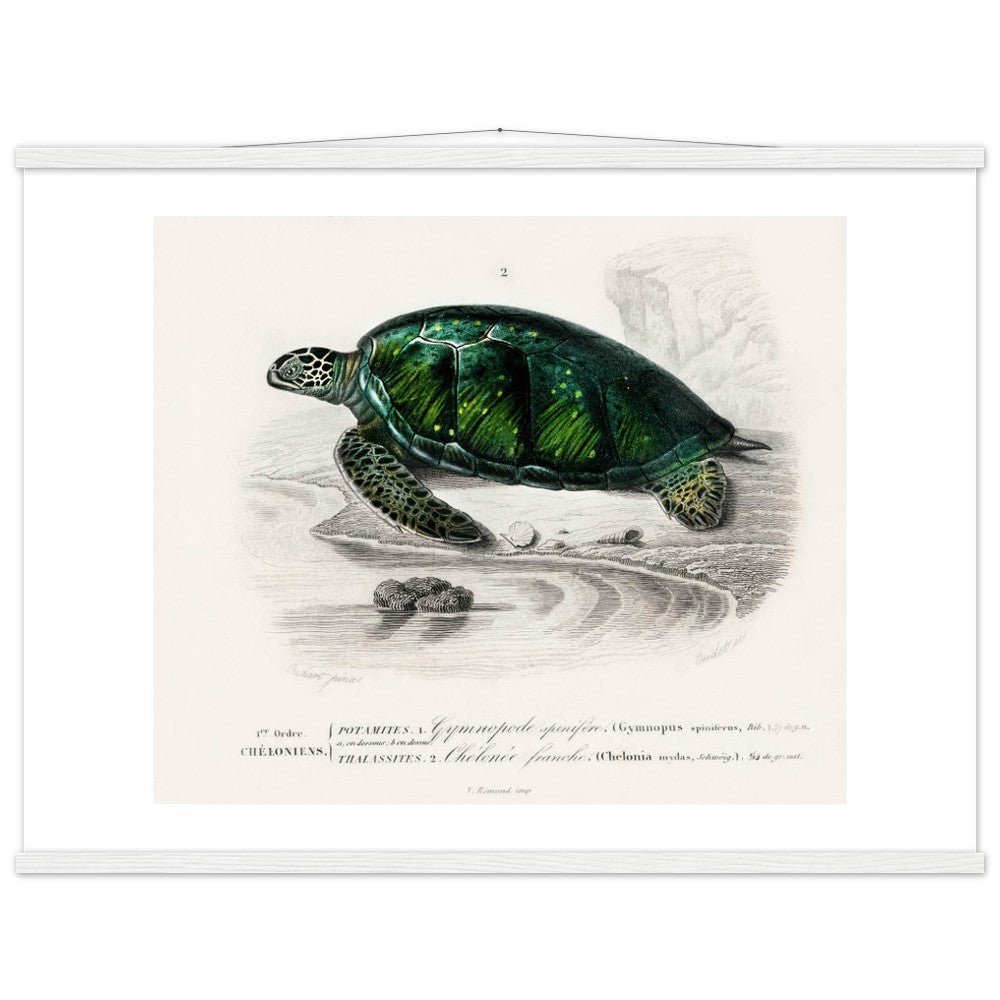 Green Sea Turtle | Classic Semi - Glossy Poster with Hanger - Lyrea