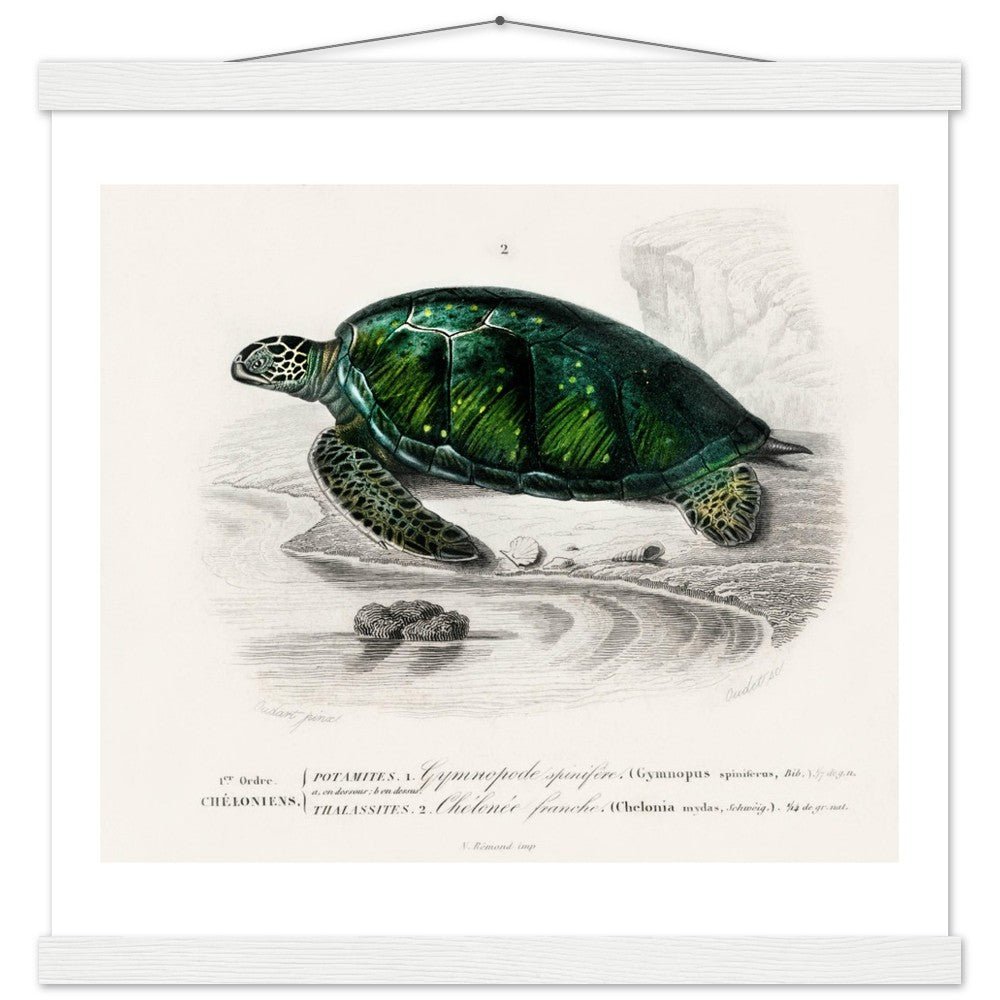 Green Sea Turtle | Classic Semi - Glossy Poster with Hanger - Lyrea