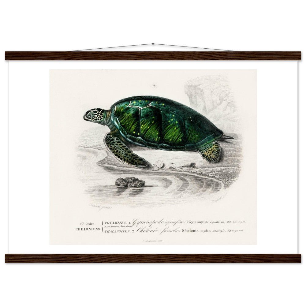 Green Sea Turtle | Classic Semi - Glossy Poster with Hanger - Lyrea