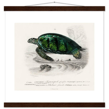 Green Sea Turtle | Classic Semi - Glossy Poster with Hanger - Lyrea