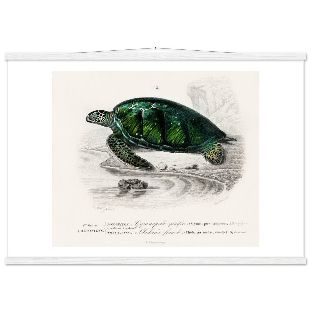 Green Sea Turtle | Classic Semi - Glossy Poster with Hanger - Lyrea