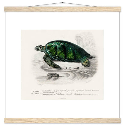 Green Sea Turtle | Classic Semi - Glossy Poster with Hanger - Lyrea