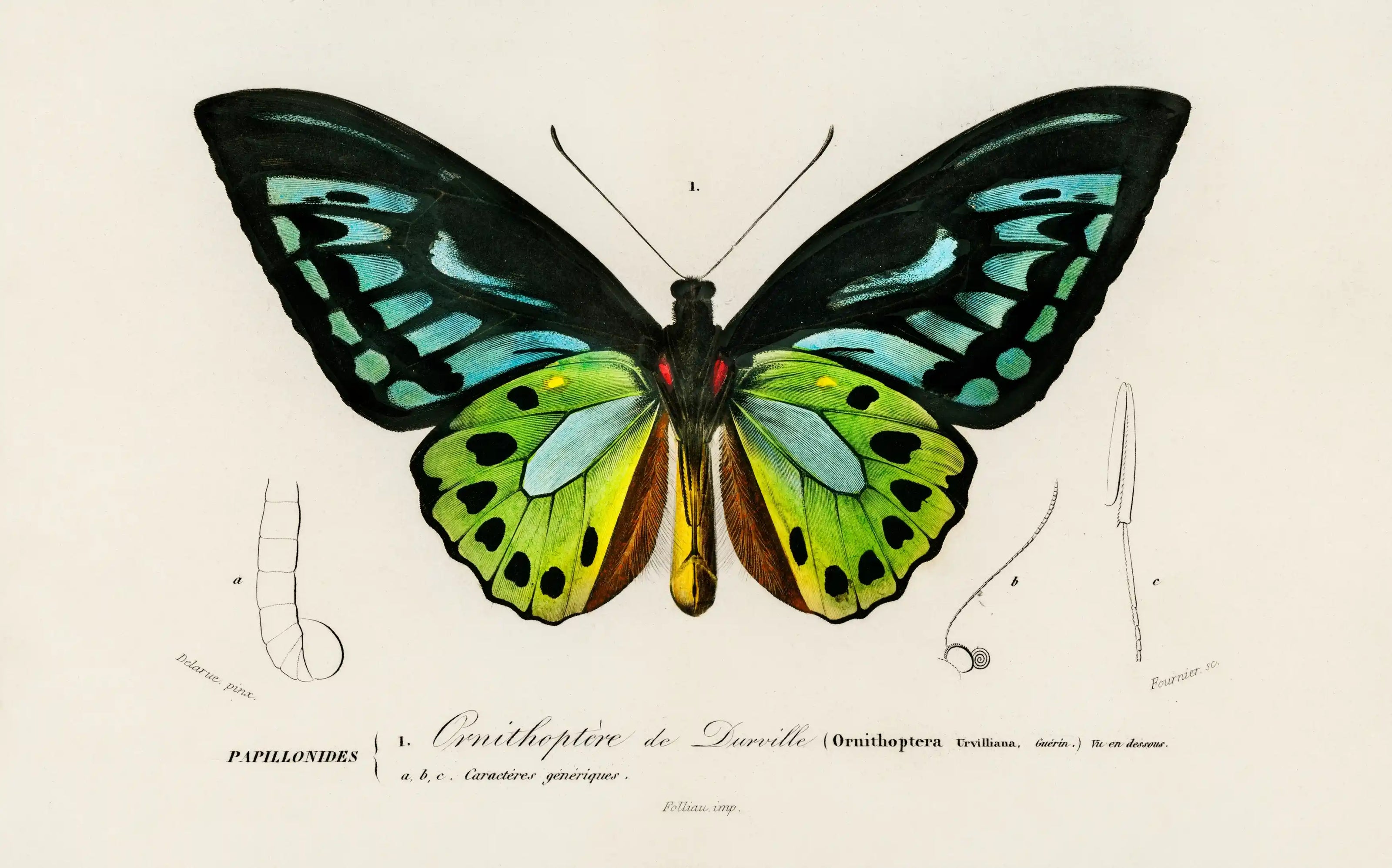 A detailed illustration of a butterfly called green birdwing that features black and  bright green wings 