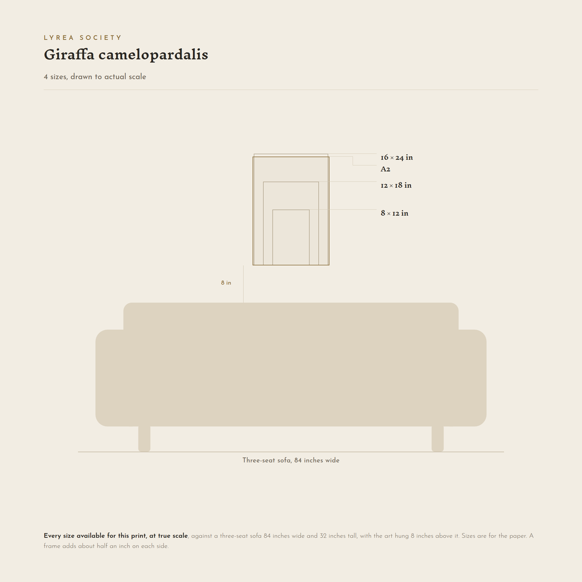 Size guide for Giraffa camelopardalis: all 4 print sizes from 8x12 inches to A2, drawn to true scale against a three-seat sofa 84 inches wide.