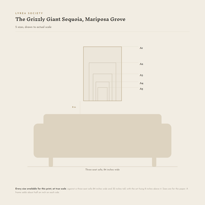 Size guide for The Grizzly Giant Sequoia: all 5 print sizes from A5 to A1, drawn to true scale against a three-seat sofa 84 inches wide.