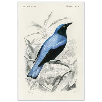 Square - tailed drongo | Classic Semi - Glossy Paper Wooden Framed Poster - Lyrea