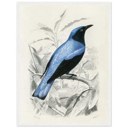 Square - tailed drongo | Classic Semi - Glossy Paper Wooden Framed Poster - Lyrea