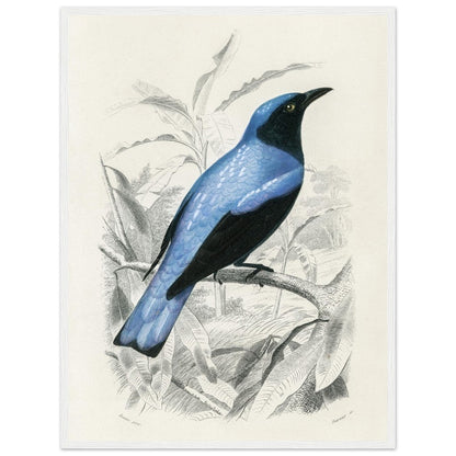 Square - tailed drongo | Classic Semi - Glossy Paper Wooden Framed Poster - Lyrea