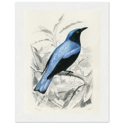 Square - tailed drongo | Classic Semi - Glossy Paper Wooden Framed Poster - Lyrea