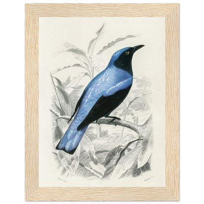Square - tailed drongo | Classic Semi - Glossy Paper Wooden Framed Poster - Lyrea