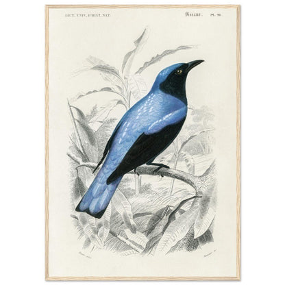 Square - tailed drongo | Classic Semi - Glossy Paper Wooden Framed Poster - Lyrea