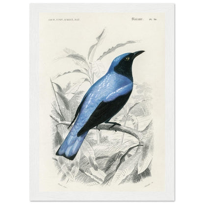 Square - tailed drongo | Classic Semi - Glossy Paper Wooden Framed Poster - Lyrea