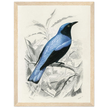 Square - tailed drongo | Classic Semi - Glossy Paper Wooden Framed Poster - Lyrea