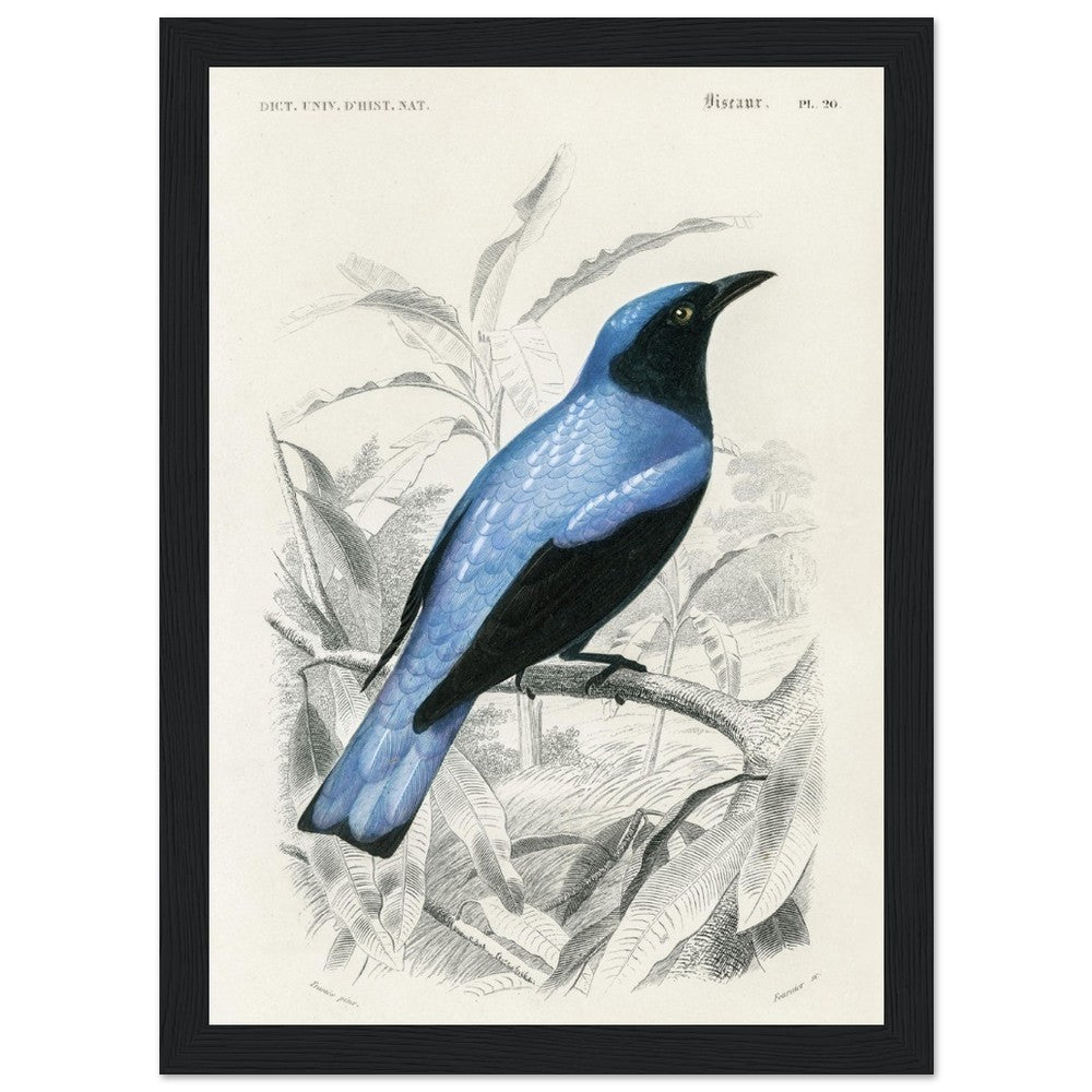 Square - tailed drongo | Classic Semi - Glossy Paper Wooden Framed Poster - Lyrea