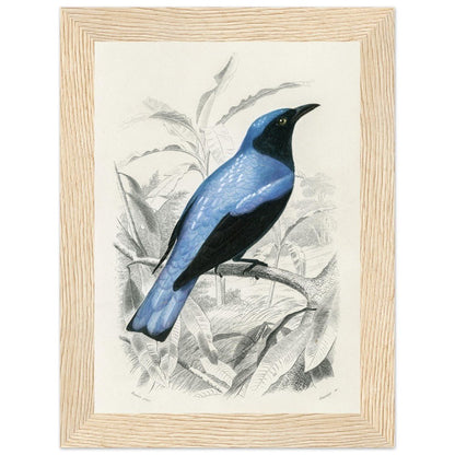 Square - tailed drongo | Classic Semi - Glossy Paper Wooden Framed Poster - Lyrea