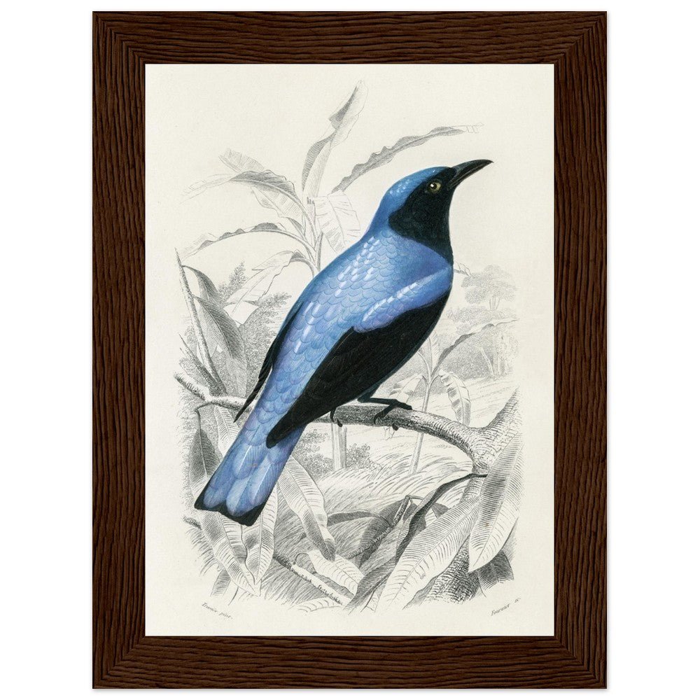 Square - tailed drongo | Classic Semi - Glossy Paper Wooden Framed Poster - Lyrea