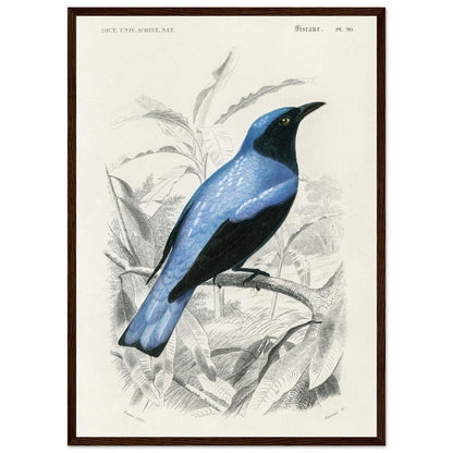 Square - tailed drongo | Classic Semi - Glossy Paper Wooden Framed Poster - Lyrea