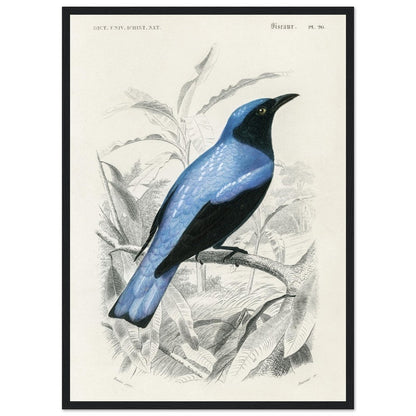 Square - tailed drongo | Classic Semi - Glossy Paper Wooden Framed Poster - Lyrea
