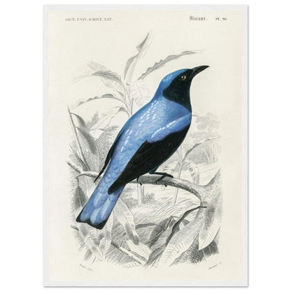 Square - tailed drongo | Classic Semi - Glossy Paper Wooden Framed Poster - Lyrea