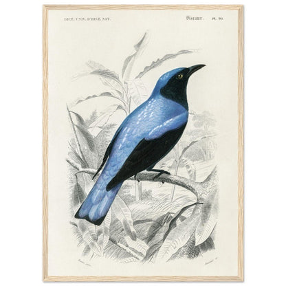 Square - tailed drongo | Classic Semi - Glossy Paper Wooden Framed Poster - Lyrea