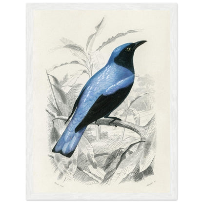 Square - tailed drongo | Classic Semi - Glossy Paper Wooden Framed Poster - Lyrea