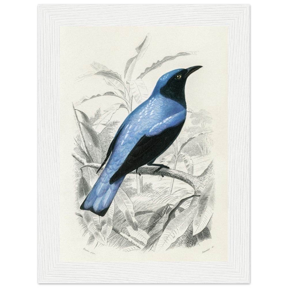 Square - tailed drongo | Classic Semi - Glossy Paper Wooden Framed Poster - Lyrea