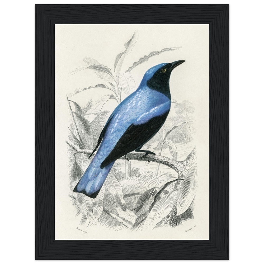 Square - tailed drongo | Classic Semi - Glossy Paper Wooden Framed Poster - Lyrea