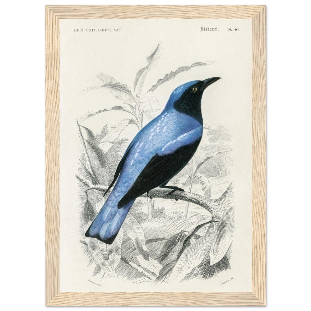 Square - tailed drongo | Classic Semi - Glossy Paper Wooden Framed Poster - Lyrea