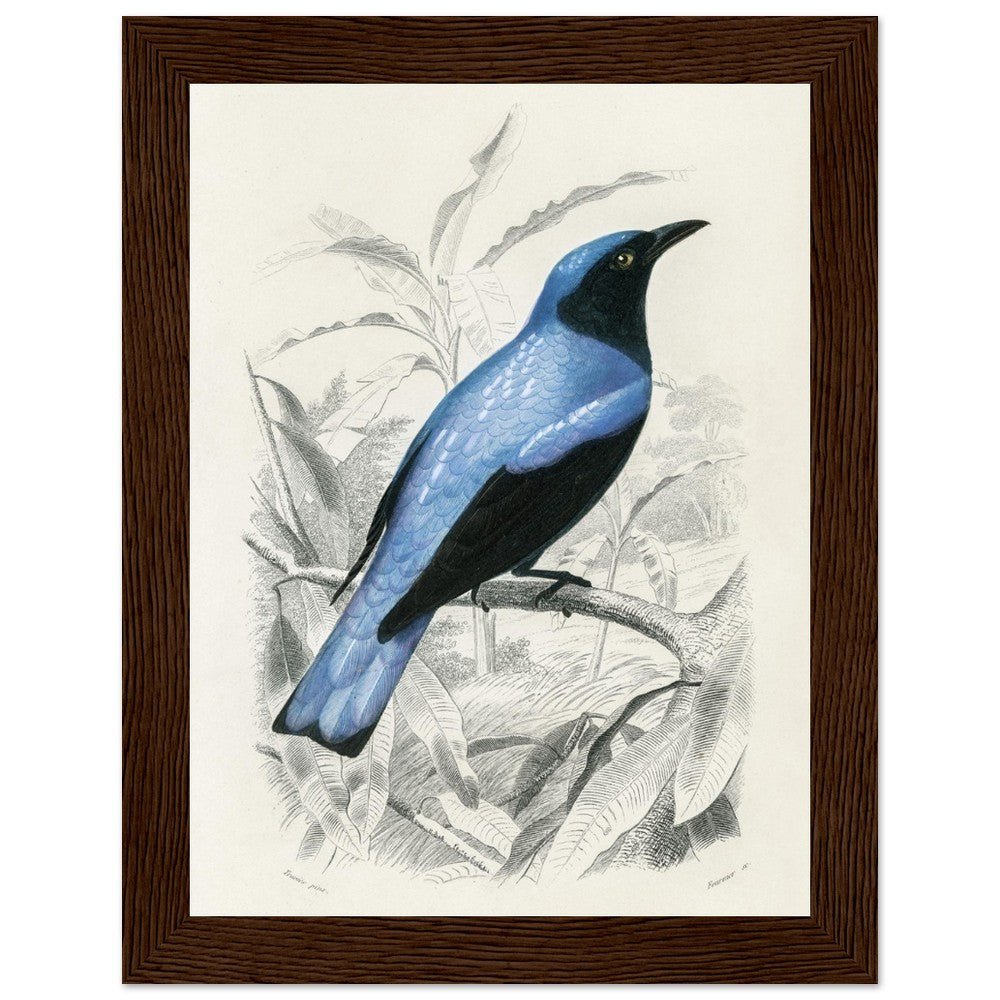 Square - tailed drongo | Classic Semi - Glossy Paper Wooden Framed Poster - Lyrea