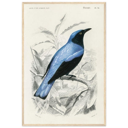 Square - tailed drongo | Classic Semi - Glossy Paper Wooden Framed Poster - Lyrea