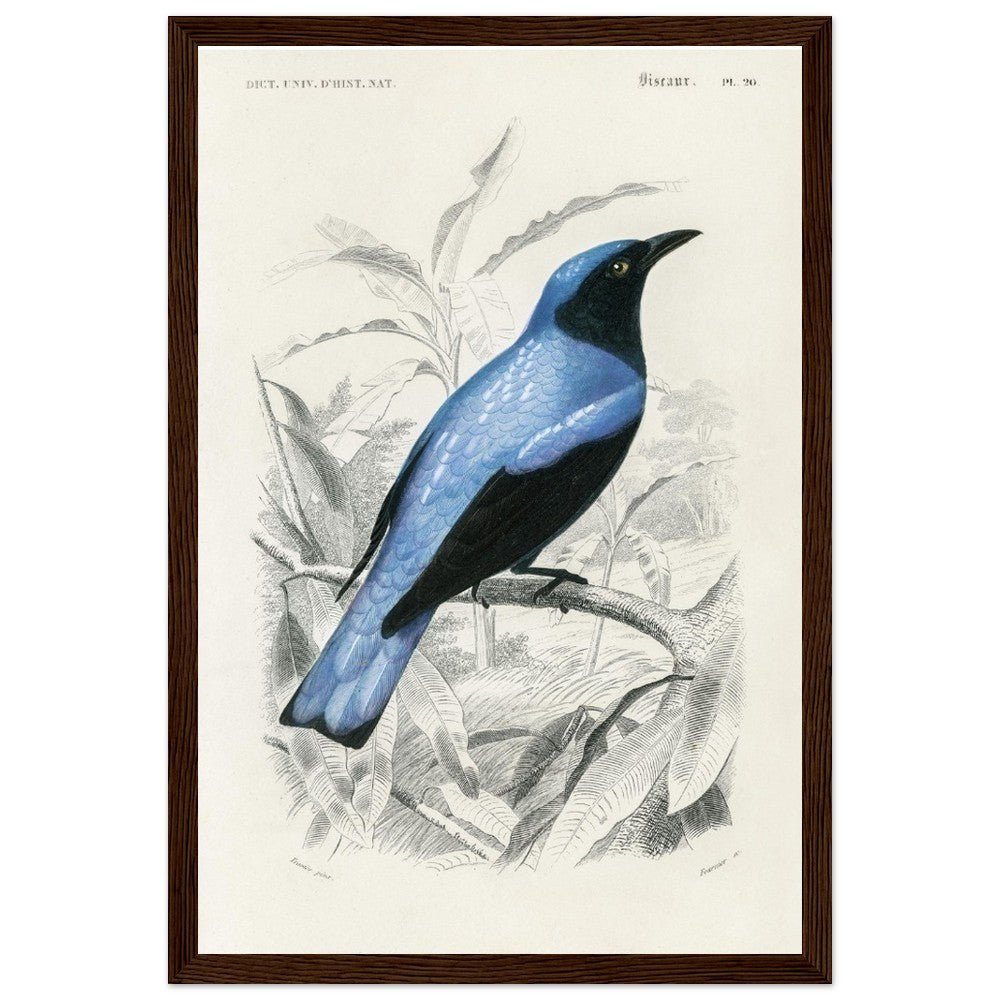 Square - tailed drongo | Classic Semi - Glossy Paper Wooden Framed Poster - Lyrea