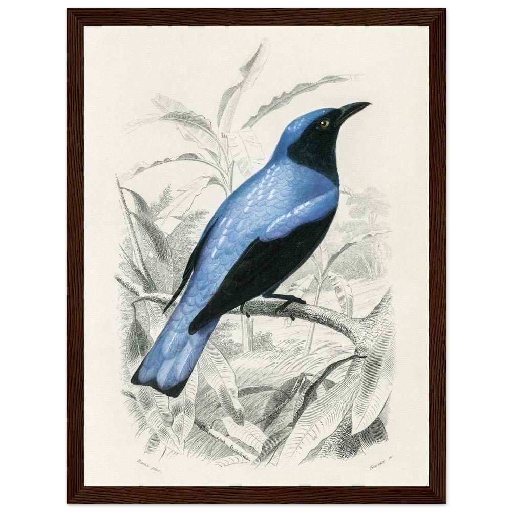 Square - tailed drongo | Classic Semi - Glossy Paper Wooden Framed Poster - Lyrea