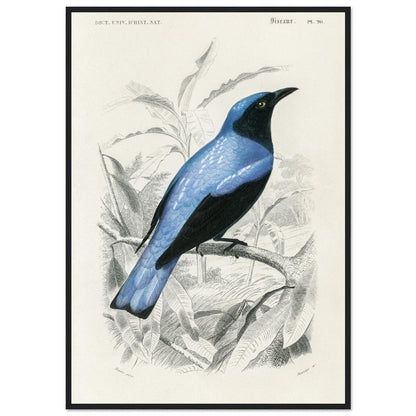 Square - tailed drongo | Classic Semi - Glossy Paper Wooden Framed Poster - Lyrea