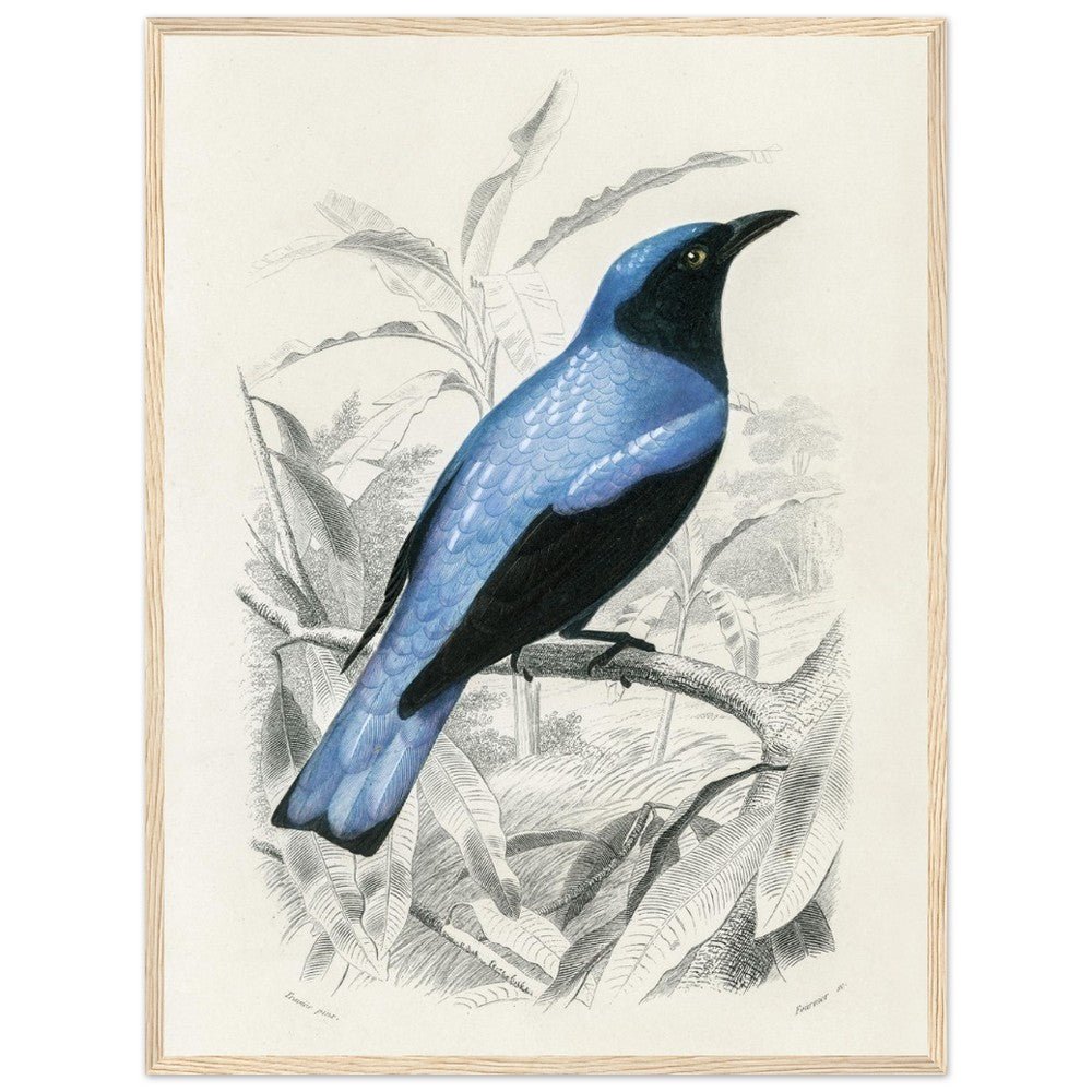 Square - tailed drongo | Classic Semi - Glossy Paper Wooden Framed Poster - Lyrea