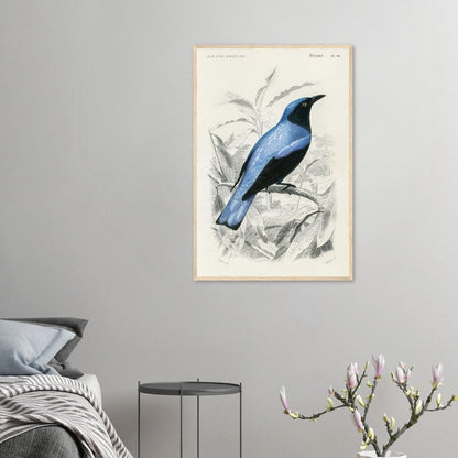 Square - tailed drongo | Classic Semi - Glossy Paper Wooden Framed Poster - Lyrea