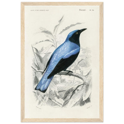 Square - tailed drongo | Classic Semi - Glossy Paper Wooden Framed Poster - Lyrea