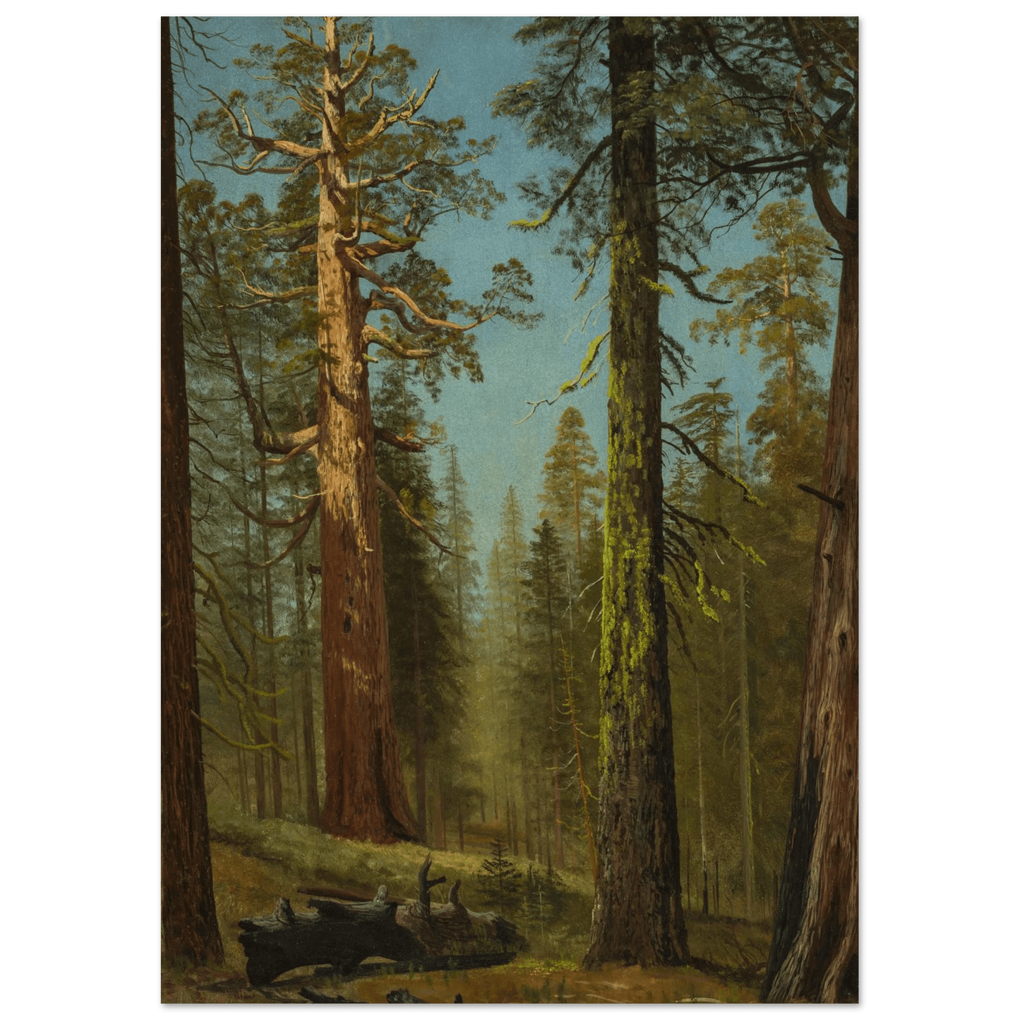 The Grizzly Giant Sequoia | Museum - Quality Paper - Lyrea