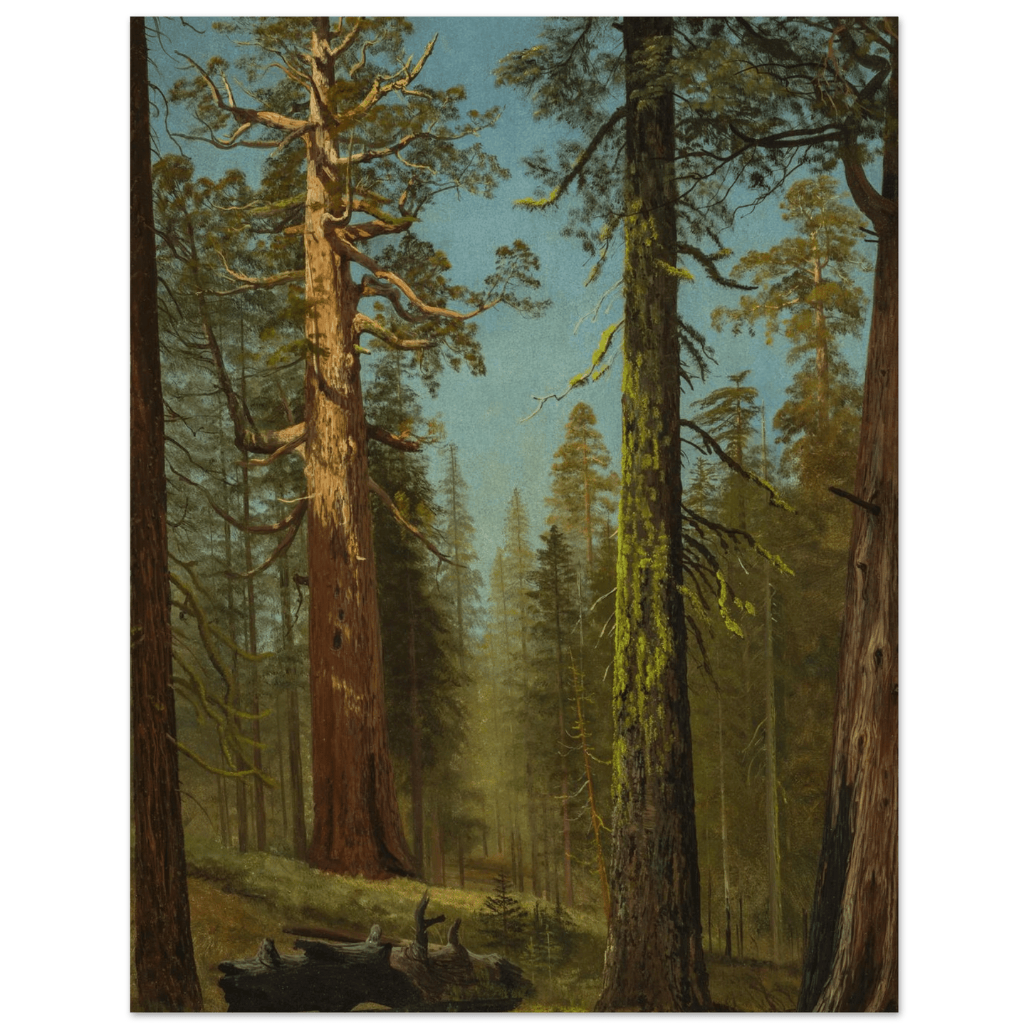 The Grizzly Giant Sequoia | Museum - Quality Paper - Lyrea