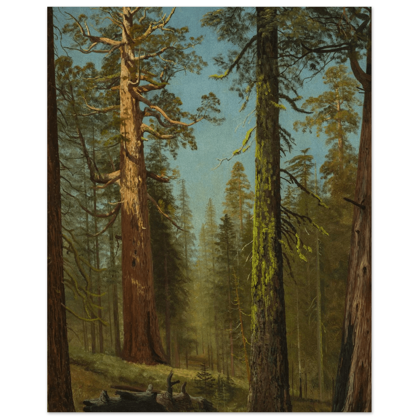 The Grizzly Giant Sequoia | Museum - Quality Paper - Lyrea
