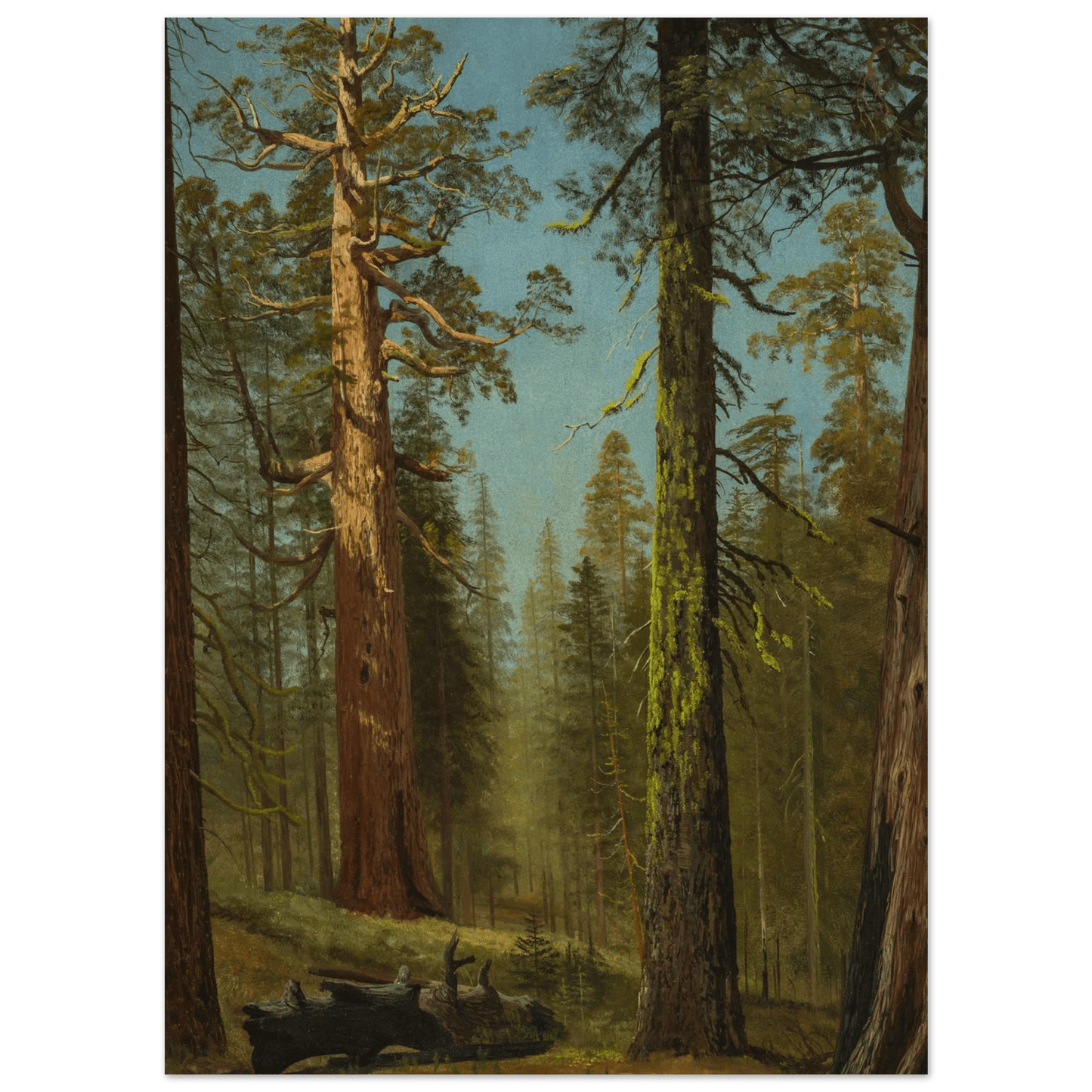 The Grizzly Giant Sequoia | Museum - Quality Paper - Lyrea