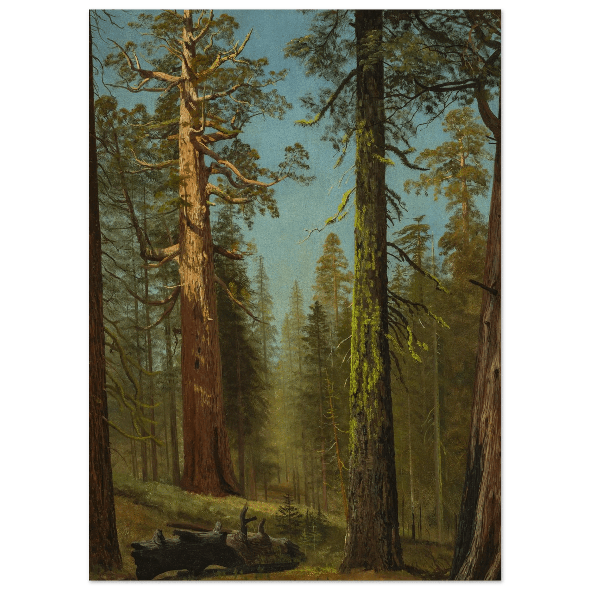 The Grizzly Giant Sequoia | Museum - Quality Paper - Lyrea