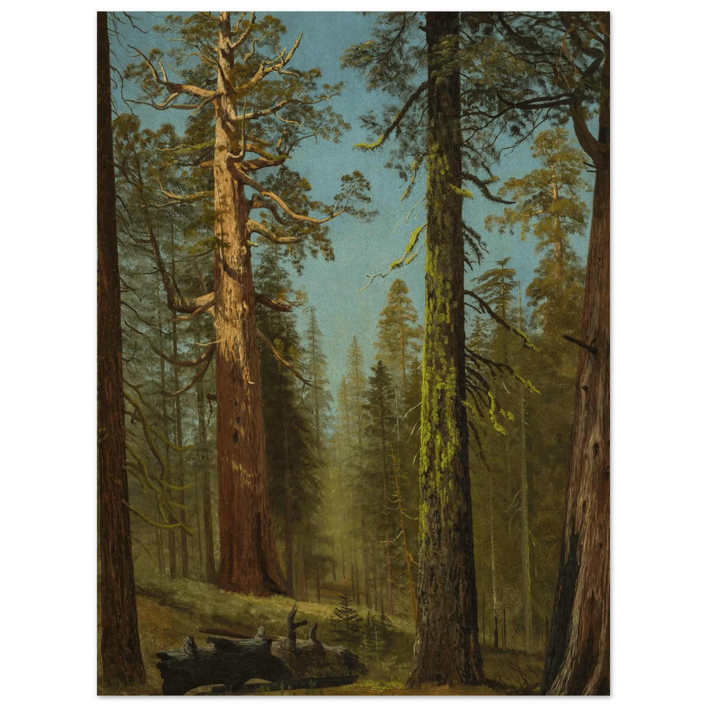 The Grizzly Giant Sequoia | Museum - Quality Paper - Lyrea