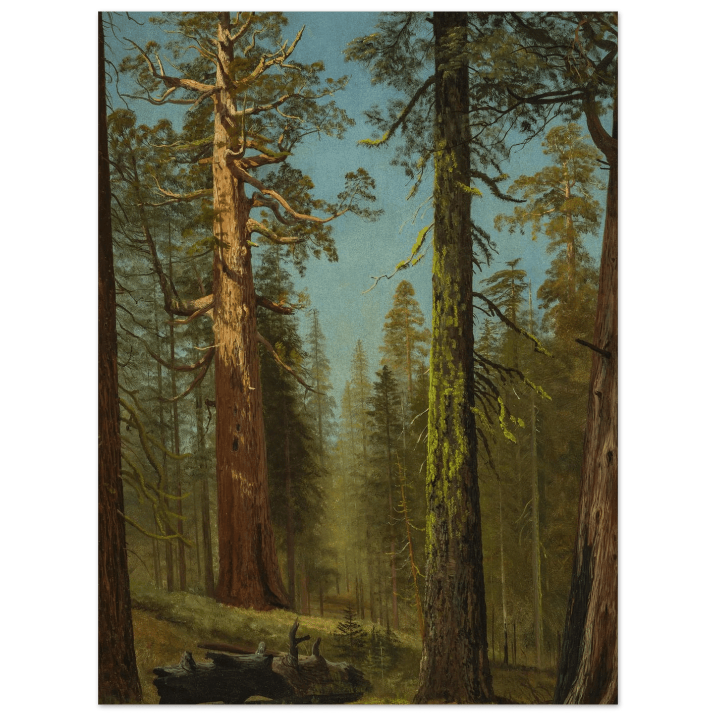 The Grizzly Giant Sequoia | Museum - Quality Paper - Lyrea