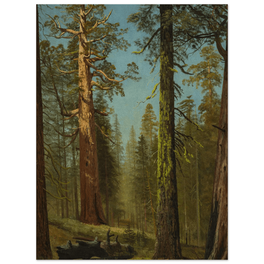 The Grizzly Giant Sequoia | Museum - Quality Paper - Lyrea