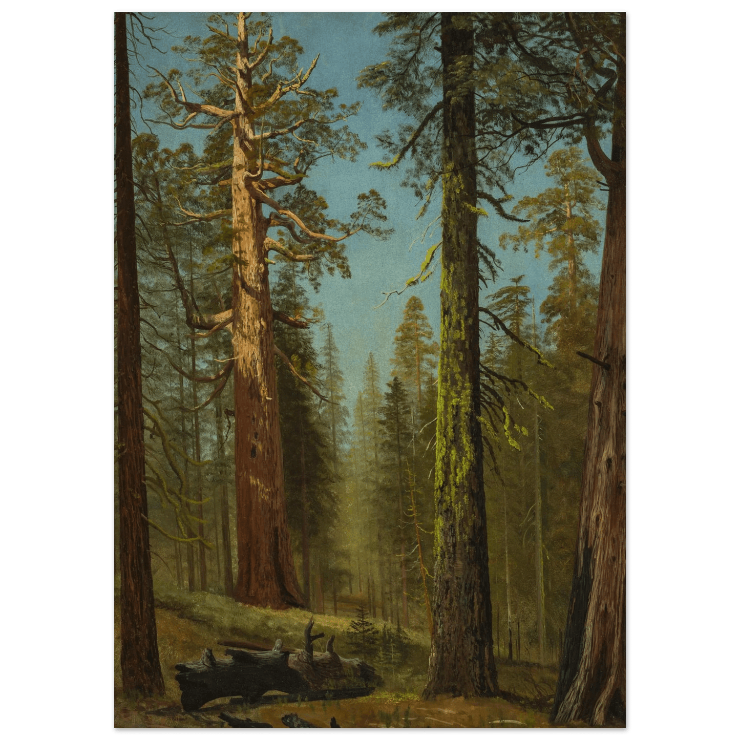 The Grizzly Giant Sequoia | Museum - Quality Paper - Lyrea