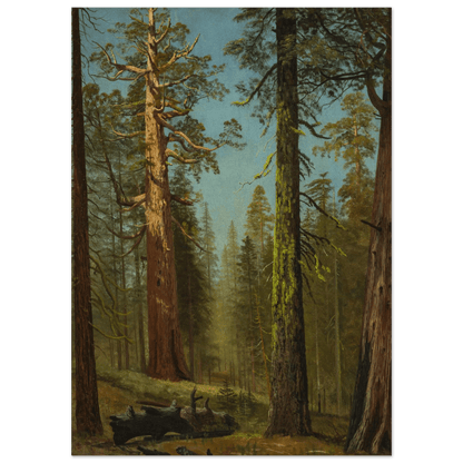 The Grizzly Giant Sequoia | Museum - Quality Paper - Lyrea