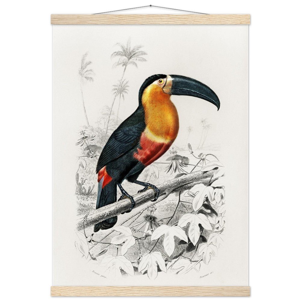 Toucan (Ramphastos) Classic Semi - Glossy Paper Poster with Hanger - Lyrea